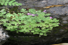 Cyathocline purpurea